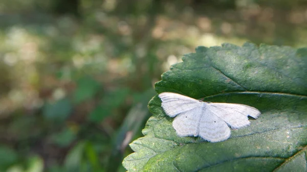 Ένα Επιλεκτικό Πλάνο Εστίασης Μιας Όμορφης Πεταλούδας Ένα Πράσινο Φύλλο — Φωτογραφία Αρχείου