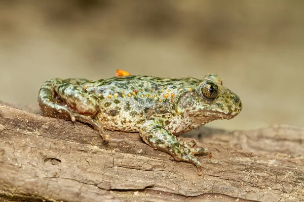 Macro Shot Alytes Obstetricans Amphibian Greenish Hues Wood — Stock Photo, Image