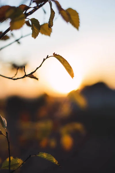 Вертикальный Селективный Фокус Осенних Листьев Фоне Расплывчатых Силуэтов — стоковое фото