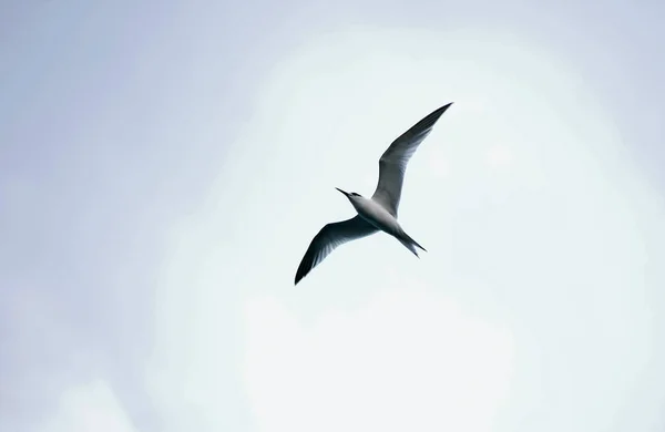 Rybák Bílý Šedý Mořský Pták Letící Vysoko Oblačného Zimního Dne — Stock fotografie