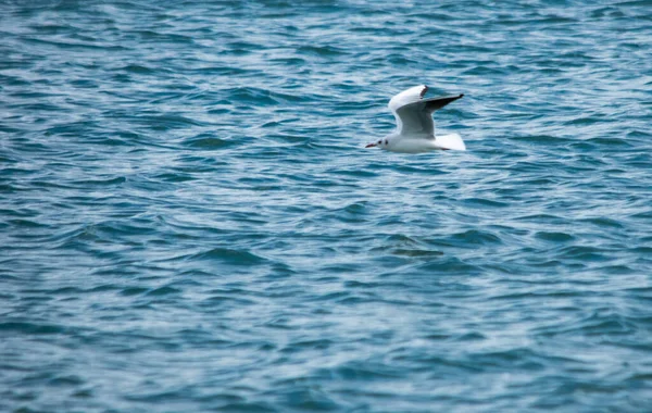 Seagull Flying Close Sea Surface Coast Malta — Stock Photo, Image