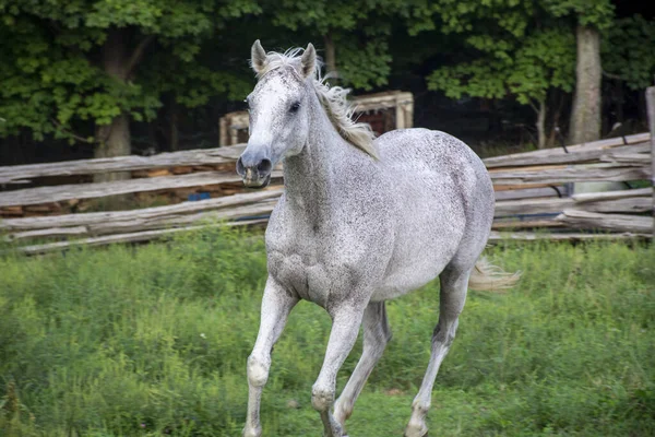 Ein Weißes Pferd Läuft Einem — Stockfoto