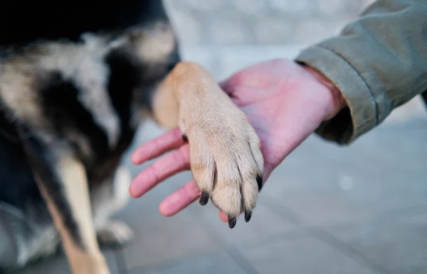 Nahaufnahme Der Pfoten Eines Hundes Frauenhand Konzepthund Und Menschlicher Freundschaft — Stockfoto