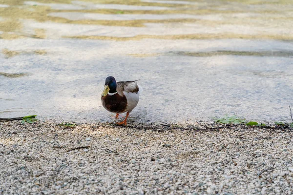 Egy Közeli Felvétel Egy Gyönyörű Kacsáról Amint Napközben Bohinj Tónál — Stock Fotó