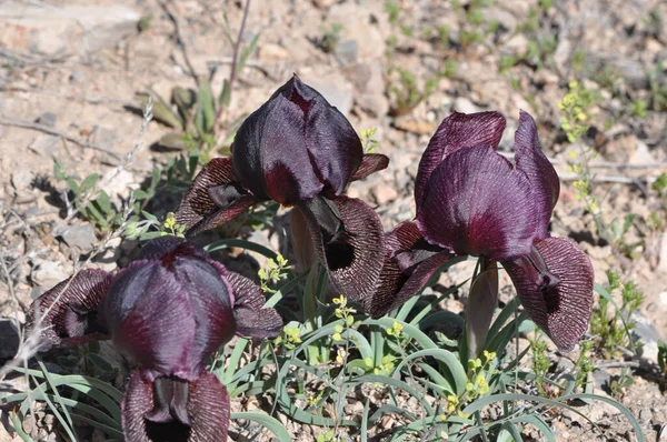 Selective Focus Shot Wild Lycoti Iris Flowers Armenia — Stock Fotó