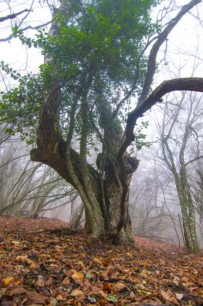 霧深い秋のDaの森の中の古い木の垂直ショット — ストック写真