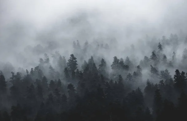 Tiro Tons Cinza Uma Encosta Montanha Densamente Florestada Cercada Por — Fotografia de Stock