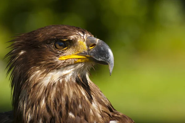 Een Selectieve Focus Shot Van Een Gouden Adelaar Gezicht — Stockfoto