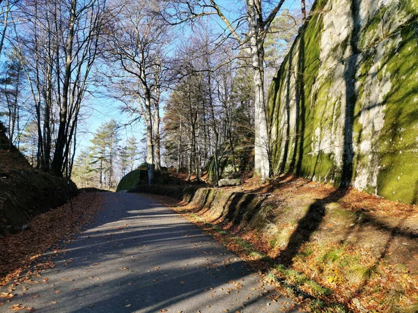 Een Weg Omringd Door Bomen Een Bos Noorwegen — Stockfoto