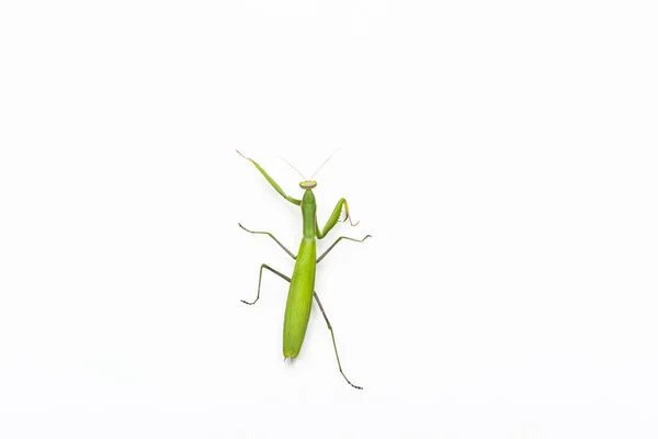 Närbild Bild Bedjande Grön Mantis Isolerad Vit Bakgrund — Stockfoto