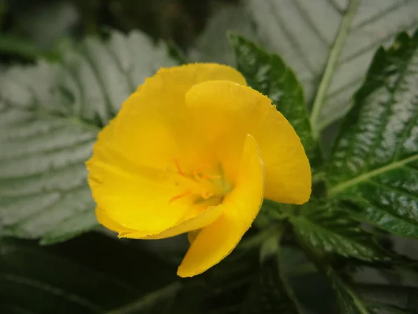 Close Shot Yellow Daylily Growing Garden — Stock Photo, Image