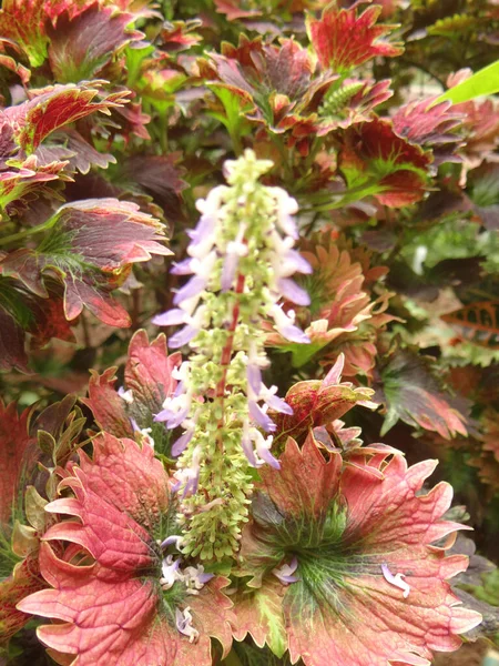 Een Verticaal Schot Van Coleus Kantelen Een Wervelwind Planten Groeiend — Stockfoto