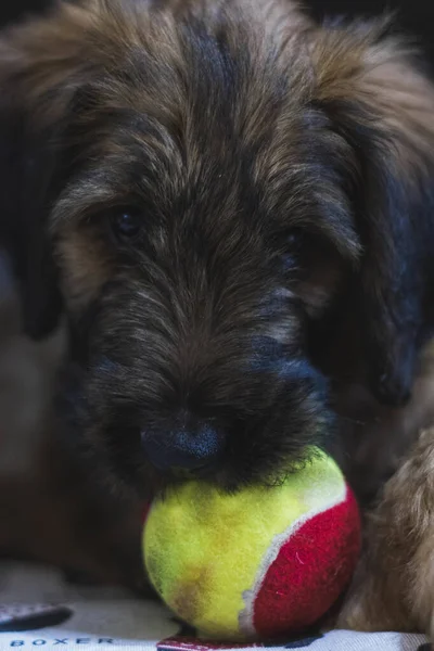 Kahverengi Siyah Bir Köpeğin Topla Oynadığı Dikey Bir Çekim — Stok fotoğraf