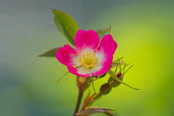 Tiro Close Uma Flor Rosa Delicada Flor — Fotografia de Stock