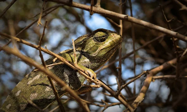 Detailní Záběr Chameleona Obecného Suché Větvi Poli Pod Slunečním Světlem — Stock fotografie