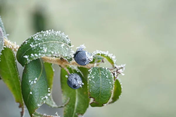 Selective Focus Closeup Frosted Blueberry Branch Blueberry Fruit — Stock Photo, Image