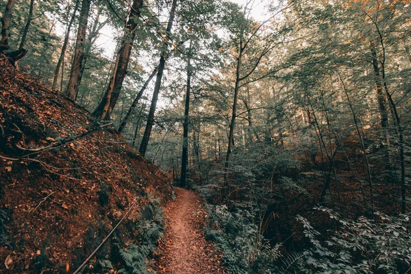 Krásný Záběr Malou Cestičku Podzimním Lese — Stock fotografie