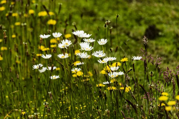 Schöne Gänseblümchen Auf Der Grünen Wiese — Stockfoto