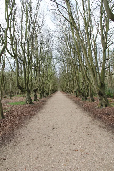 Caminho Terra Através Árvores Sem Folhas Parque — Fotografia de Stock