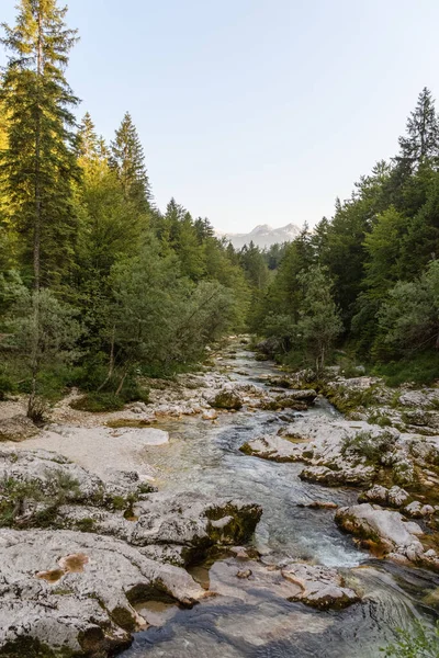 Een Verticaal Schot Van Een Kreek Een Woud — Stockfoto