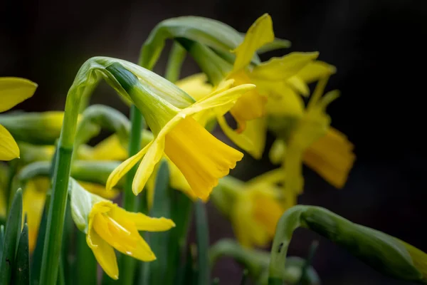 Güzel Bir Nergis Çiçeğinin Seçici Odağı — Stok fotoğraf