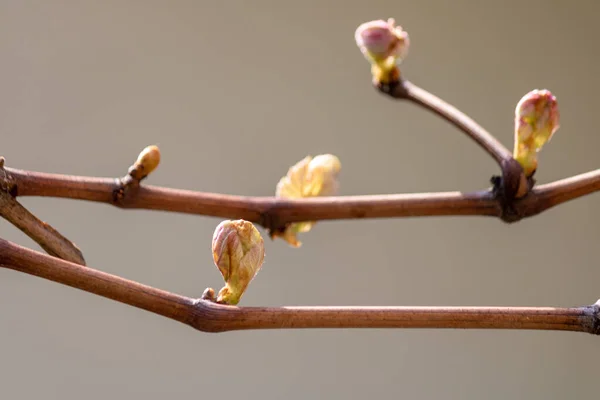 Plan Sélectif Des Bourgeons Vigne Sur Les Branches Minces Des — Photo