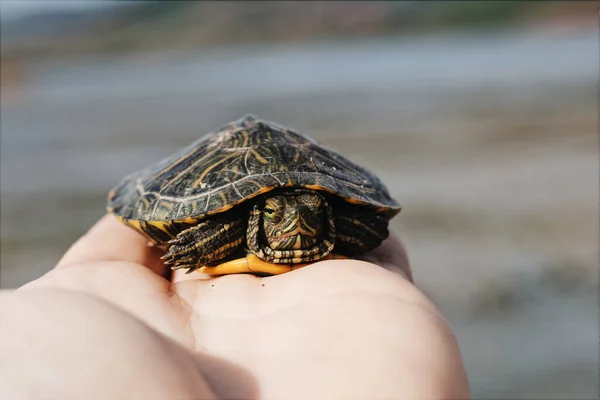 Closeup Shot Hand Holding Small Turtle — Stock Photo, Image
