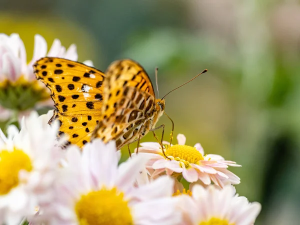 Macro Shot Fritilário Tropical Argynnis Hyperbius — Fotografia de Stock