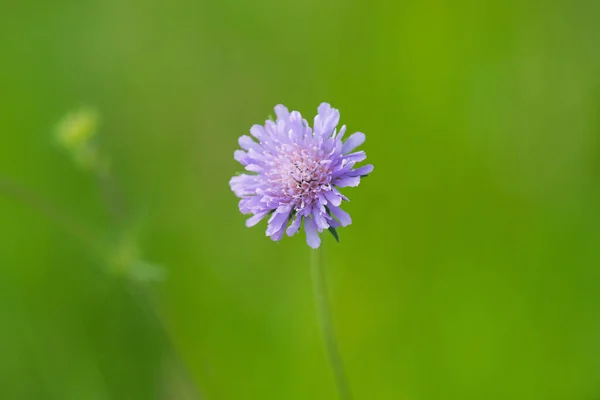 Yeşil Arka Planda Güzel Bir Mor Çiçeğin Yakın Çekimi — Stok fotoğraf