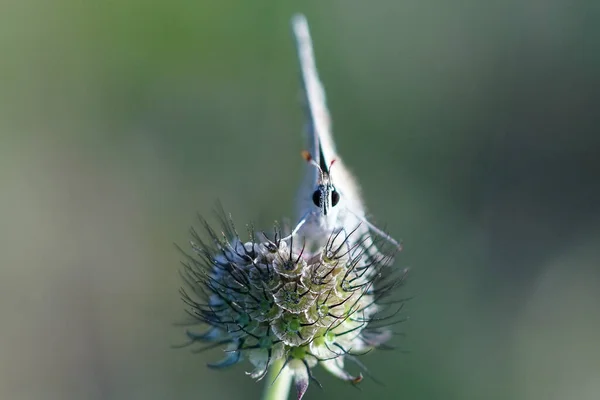 Een Macro Shot Van Een Witte Vlinder Een Thist — Stockfoto
