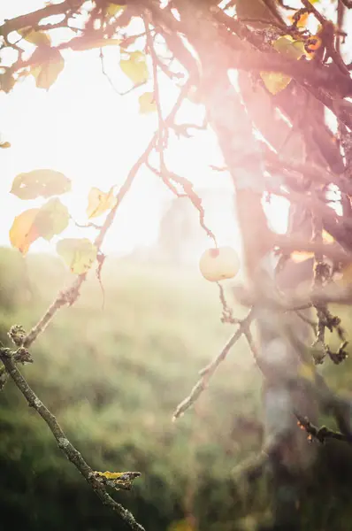木の枝にリンゴの垂直ショット — ストック写真