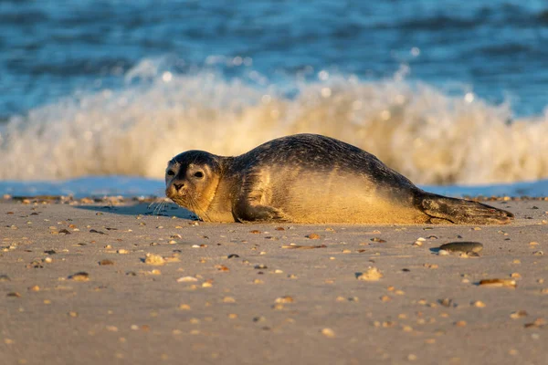 在海浪的映衬下 沙滩上一只可爱的海豹 — 图库照片