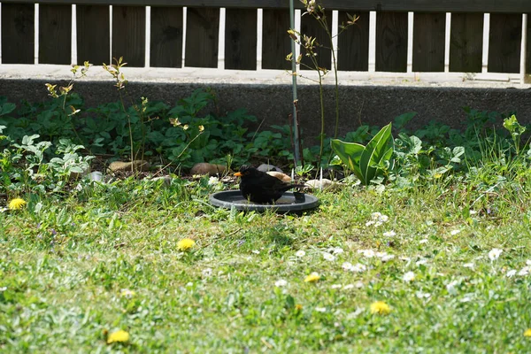 Selektiv Fokusering Närbild Koltrast Placerad Fågelbadet — Stockfoto