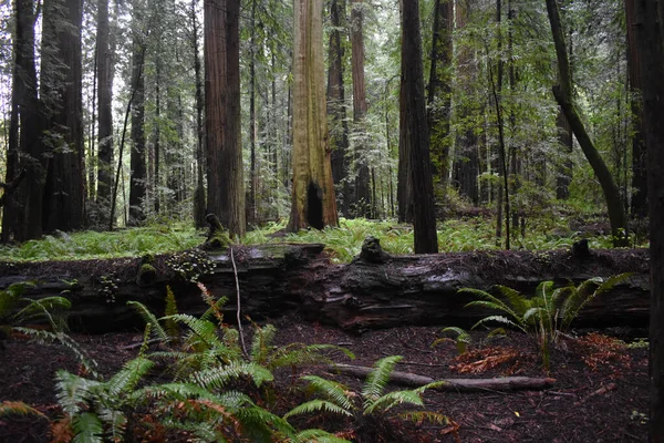Redwood Floresta Com Samambaias Primeiro Plano Sequoia Sequoia Gigantesca Sequoia — Fotografia de Stock
