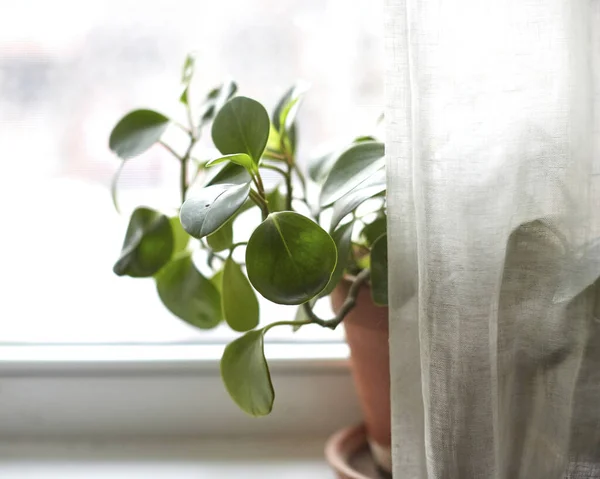 창턱에 초록색 식물을 클로즈업 — 스톡 사진