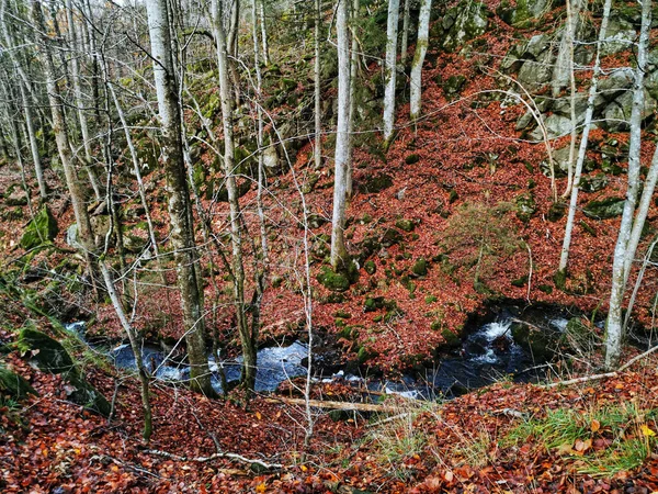 Высокоугольный Снимок Реки Между Высокими Деревьями Лесу Запечатленном Осенью Норвегии — стоковое фото