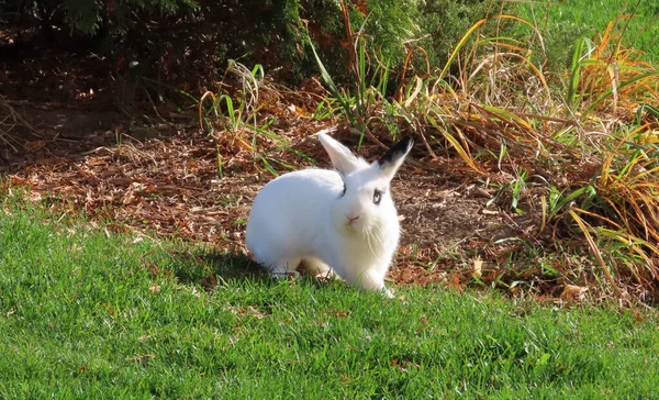 Крупним Планом Знімок Білого Кролика Полі — стокове фото