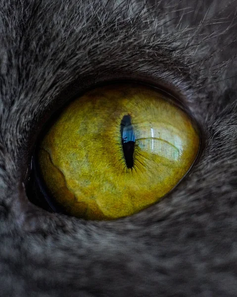 一只猫的大眼睛 — 图库照片