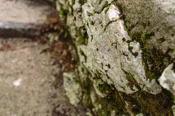 Close Uma Árvore Musgosa Triglav Park Eslovênia Durante Dia Fundo — Fotografia de Stock