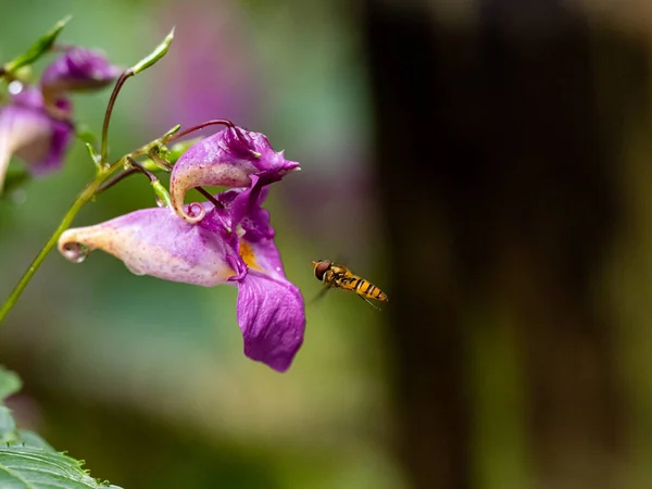 在日本的一个公园里 有选择性地拍摄到一只盘旋在花朵附近的空中的苍蝇 — 图库照片