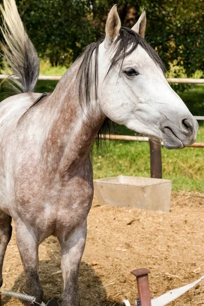 保存地域の美しい白い馬の垂直ショット — ストック写真