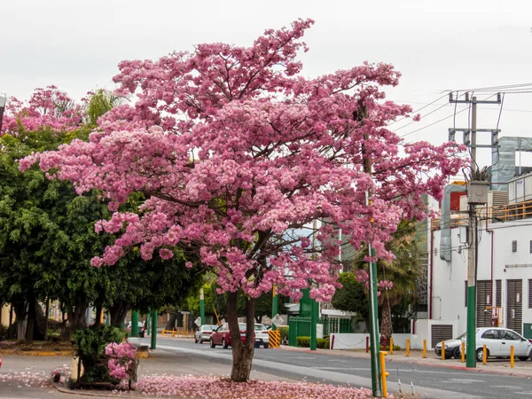 Hermoso Cerezo Rosa Florece Una Calle Urbana Ciudad —  Fotos de Stock