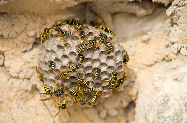 Gros Plan Abeilles Sur Grand Nid Guêpes Papier Sous Lumière — Photo