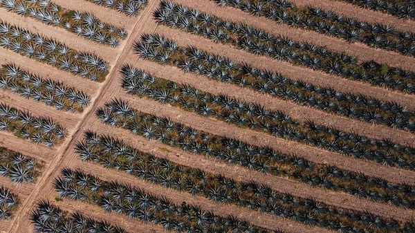 Aerial Shot Agave Plant Plantation Lands Mexican Plant Sharp Leaves — Stock Photo, Image