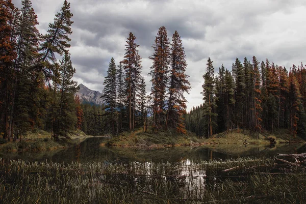 Een Prachtig Shot Van Het Uitzicht Een Meer Bomen Jasper — Stockfoto