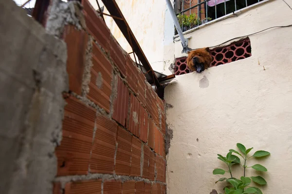 Tiro Ángulo Bajo Perro Mirando Desde Una Ventana Hacia Jardín — Foto de Stock