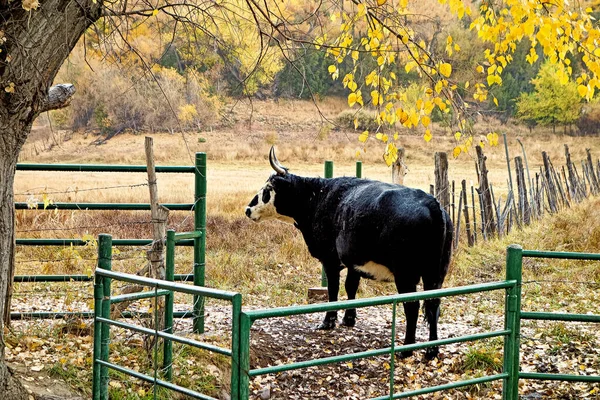 Μια Αγελάδα Βόσκει Στο Βοσκότοπο Που Περιβάλλεται Από Δέντρα — Φωτογραφία Αρχείου