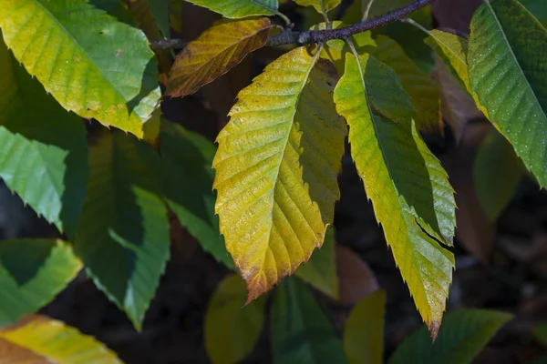 Eine Nahaufnahme Von Schönen Hellgrünen Blättern — Stockfoto