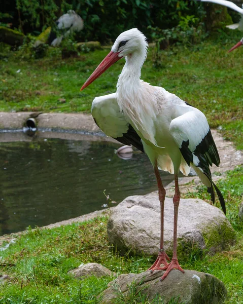 Altstorch Öffentlichen Park Teich — Stockfoto