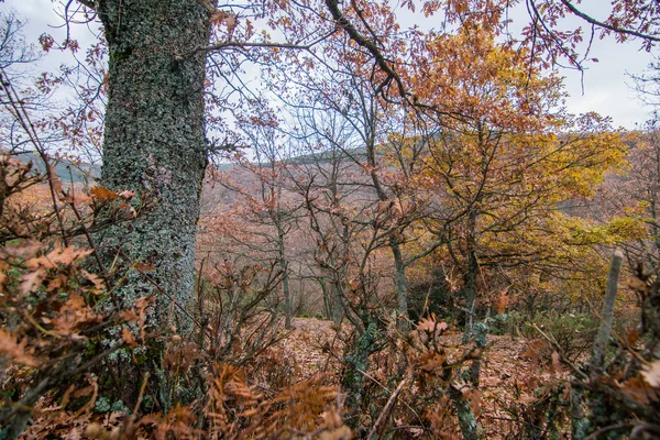 Uma Floresta Castanha Cores Outono — Fotografia de Stock